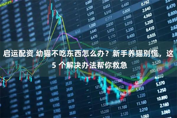 启运配资 幼猫不吃东西怎么办？新手养猫别慌，这 5 个解决办法帮你救急